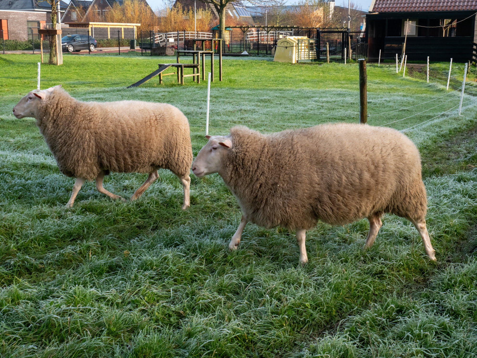 Zeldzame Huisdierrassen Zeldzame Huisdierrassen